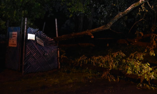 Storm knocks down trees, wires