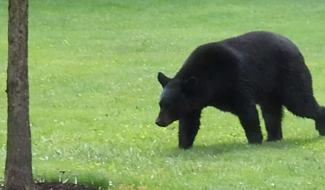 Bear sightings stir residents; relocated bear killed