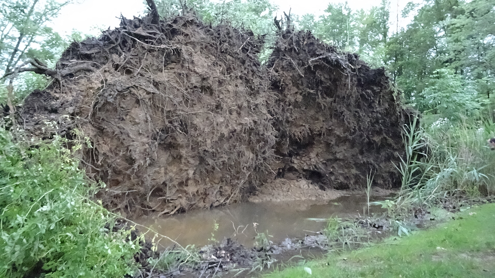 Root balls of the trees that crashed onto the Pilner property.