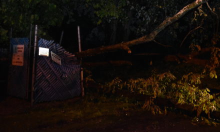 Storm knocks down trees, wires