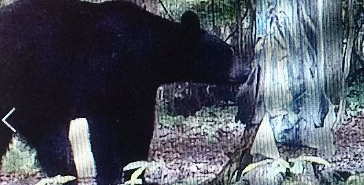 The bear might still be out there