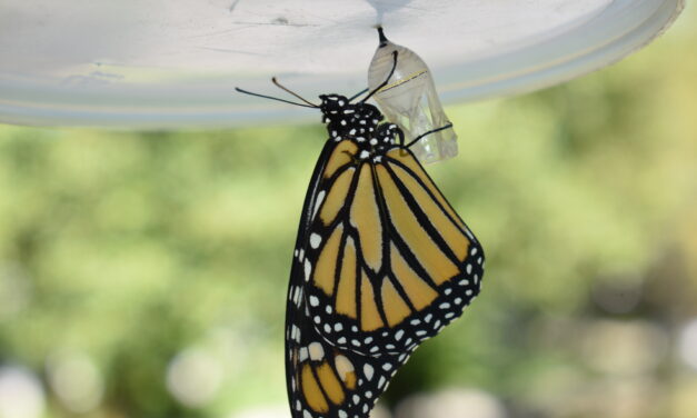 No easy answers to saving monarchs